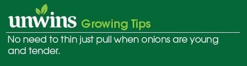 Onion (Spring) White Lisbon Seeds Unwins Growing Tips